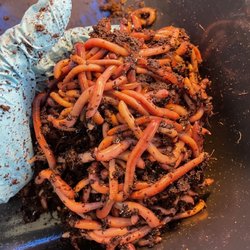 San Diego Worm Farm
