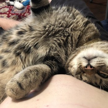 New England Cat Care - Veterinarians Near Me - Woodbridge, Connecticut New England Cat Care - Veterinarians Near Me - Woodbridge, Connecticut