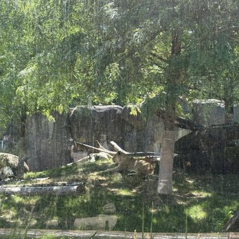 Oregon Zoo - Lion - Zoos Near Me - Portland, Oregon Oregon Zoo - Lion - Zoos Near Me - Portland, Oregon