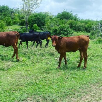 Nick's Scenic Equine Tours - Cows in the clearing - Horseback Riding Near Me - St Croix, Virgin Islands