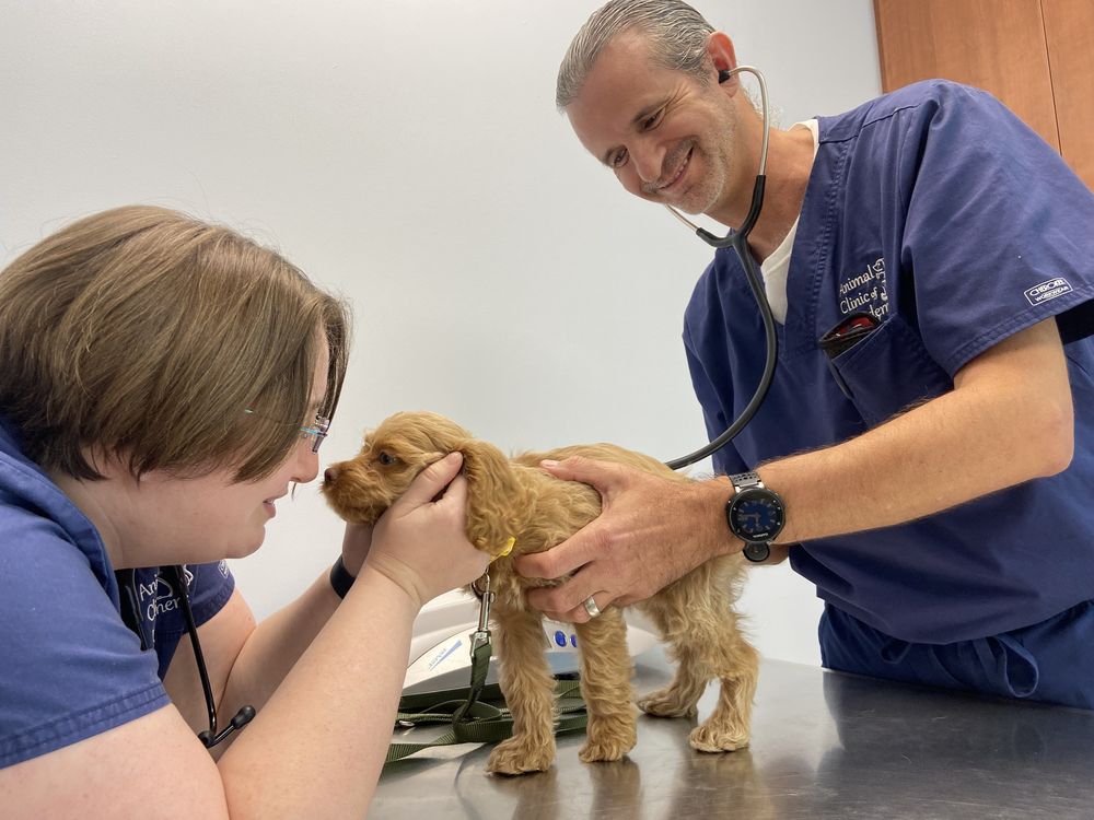 Animal Clinic of Windermere Image