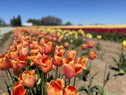 Wooden Shoe Tulip Farm by null