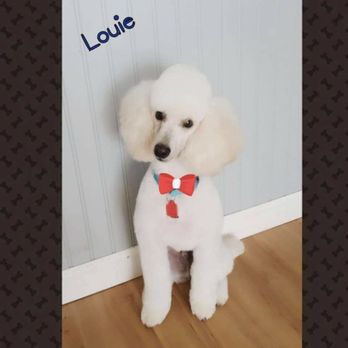 The Doggy Day Spa - Pet Groomers Near Me - Arlington, Washington The Doggy Day Spa - Pet Groomers Near Me - Arlington, Washington