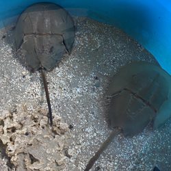 Horseshoe crab