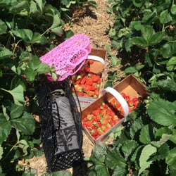 Waterman's Farm Market - Our Strawberry haul! We love Watermans!