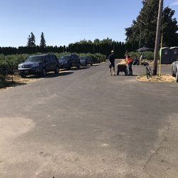 Blueberry Meadows