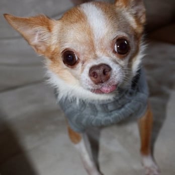 Paw Academy Pet Care - Pet Sitting Near Me - Celebration, Florida Paw Academy Pet Care - Pet Sitting Near Me - Celebration, Florida