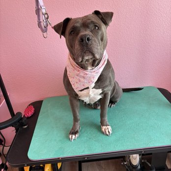 Grooming By Sami - Pet Groomers Near Me - Casa Grande, Arizona Grooming By Sami - Pet Groomers Near Me - Casa Grande, Arizona