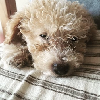 Partners Pet Center - My "teacup poodle" that isn't so much of a teacup poodle. - Pet Stores Near Me - Round Rock, Texas Partners Pet Center - My "teacup poodle" that isn't so much of a teacup poodle. - Pet Stores Near Me - Round Rock, Texas