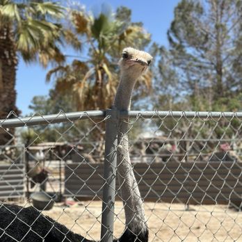 Licon Dairy - Ostrich - Cheese Shops Near Me - San Elizario, Texas Licon Dairy - Ostrich - Cheese Shops Near Me - San Elizario, Texas