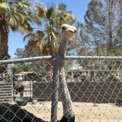 Licon Dairy - Ostrich
