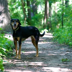 Prairie View County Park - Loving the woods