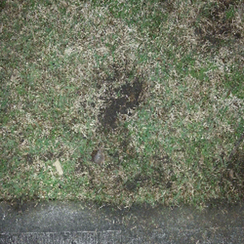 Fresh Lawn Mowing Service - After four days of rain, Fresh Law Mowing Services decided that mudding in my front yard was a good idea. - Lawn Services Near Me - Houston, Texas Fresh Lawn Mowing Service - After four days of rain, Fresh Law Mowing Services decided that mudding in my front yard was a good idea. - Lawn Services Near Me - Houston, Texas