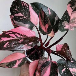 Platt Hill Nursery - Philodendron Pink Princess: One-of-a-kind pink variegation - Collector - living art with a story