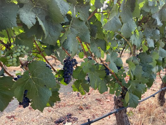 WillaKenzie Estate by null