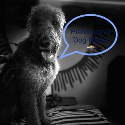 Chewbarka Grooming - Photo shoot Mid Groom