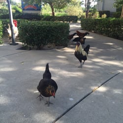 Yuba Sutter Chamber of Commerce - Yes it's the legendary Yuba City feral chickens coming to greet me on the steps of the chamber of commerce.