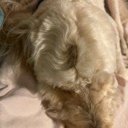 Quarter-sized sore after a 3-nite stay at Dogtopia.