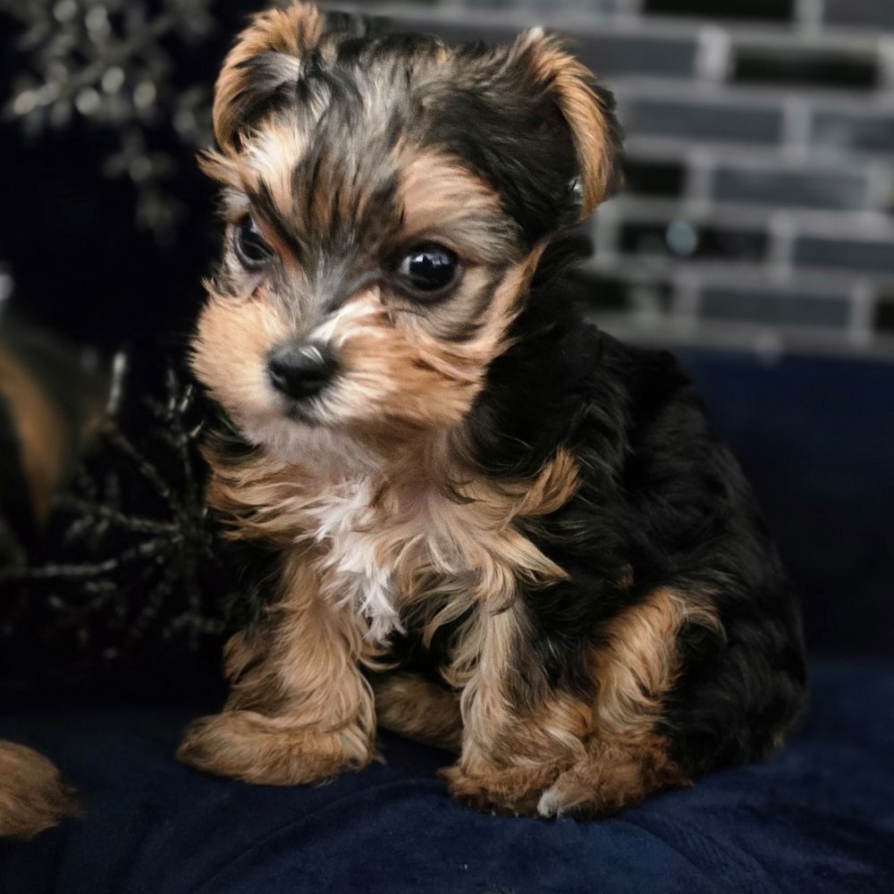TOP 10 BEST Puppies for Sale in Fairfield, CA - Updated 2026 - Yelp