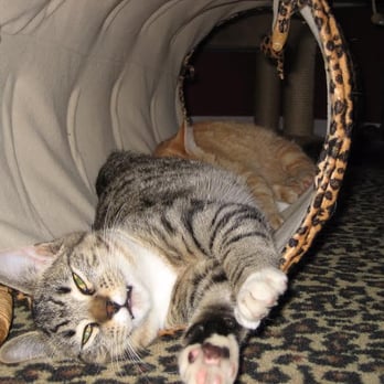 Animal Medical - Veterinarians Near Me - Vancouver, Washington Animal Medical - Veterinarians Near Me - Vancouver, Washington
