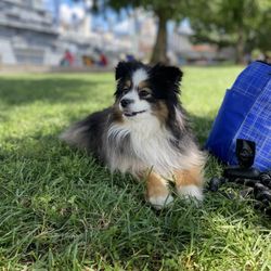 Pets Square NYC - Aussie before grooming