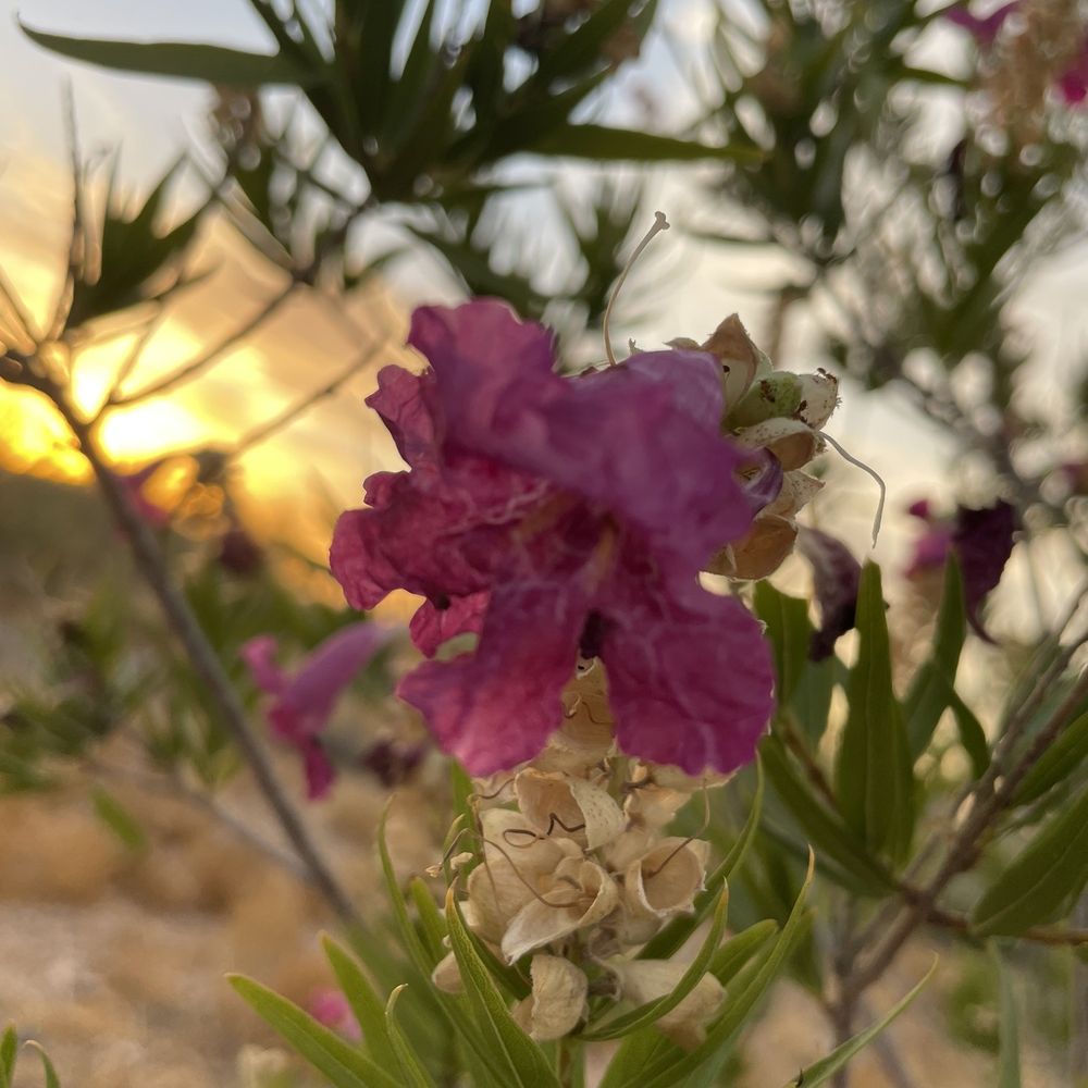 Paloma Community Park - Morning sunrise - Parks Near Me - Peoria, Arizona Paloma Community Park - Morning sunrise - Parks Near Me - Peoria, Arizona
