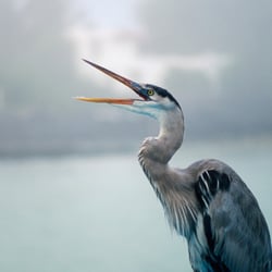 Blue Heron Ayurvedic Health - "When diet is wrong, medicine is of no use. When diet is correct medicine is of no need"