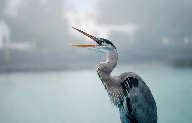 Blue Heron Ayurvedic Health Logo
