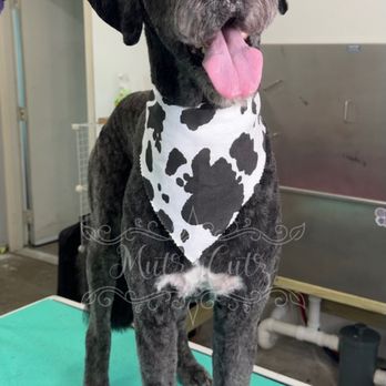 Mutz Cutz - Pet Groomers Near Me - Bellevue, Nebraska Mutz Cutz - Pet Groomers Near Me - Bellevue, Nebraska