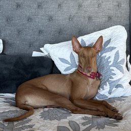Twiggy 2 years old. Twiggy 2 years old.