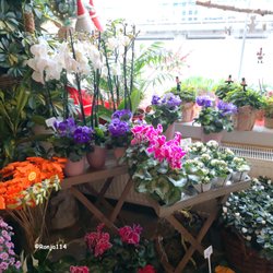 Blumen Hanselmann