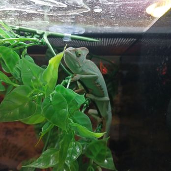 Pet Supermarket - I love this chameleon at $79.99 - Pet Stores Near Me - Winter Garden, Florida Pet Supermarket - I love this chameleon at $79.99 - Pet Stores Near Me - Winter Garden, Florida