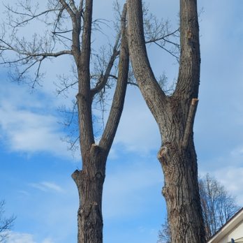 Steve's Tree Cutting - Trees that I cut - Tree Services Near Me