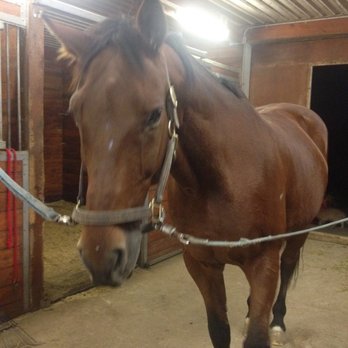 Waterstone Equestrian Centre - Beautiful Lance! - Horseback Riding Near Me - Newmarket, Ontario
