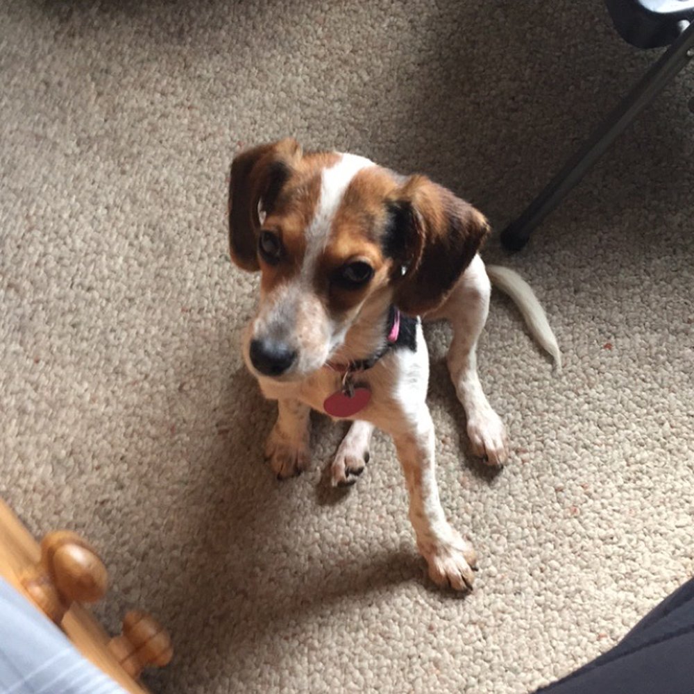 Red Barn Animal Clinic - Veterinarians Near Me - Dora, Alabama Red Barn Animal Clinic - Veterinarians Near Me - Dora, Alabama