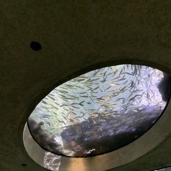 Shedd Aquarium - Aquariums Near Me - Chicago, Illinois