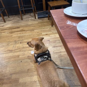 Maple & Hash - My dog enjoying the scene - Breakfast & Brunch Near Me - West Dundee, Illinois Maple & Hash - My dog enjoying the scene - Breakfast & Brunch Near Me - West Dundee, Illinois