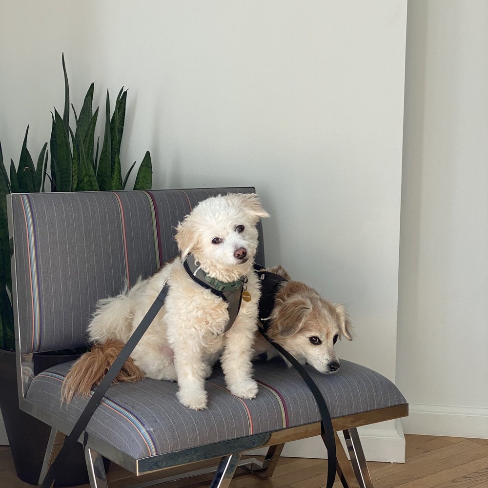 The LINE DC - Pet-friendly room - Hotels Near Me - Washington, DC, District of Columbia The LINE DC - Pet-friendly room - Hotels Near Me - Washington, DC, District of Columbia