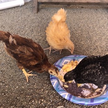 Backyard Chickies - First meal in the coop - Pet Stores Near Me