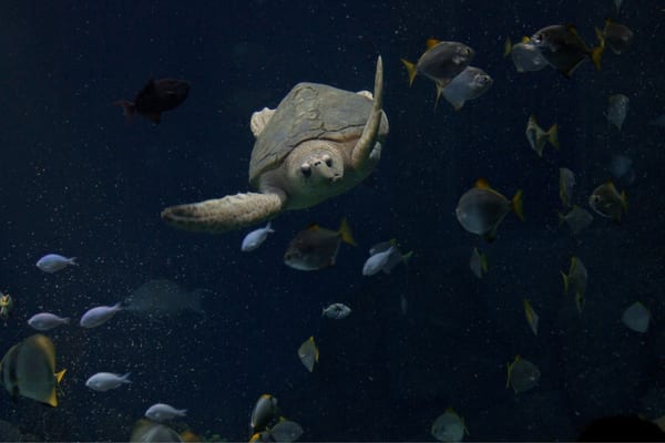 National Marine Aquarium by null