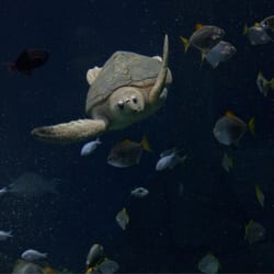 National Marine Aquarium