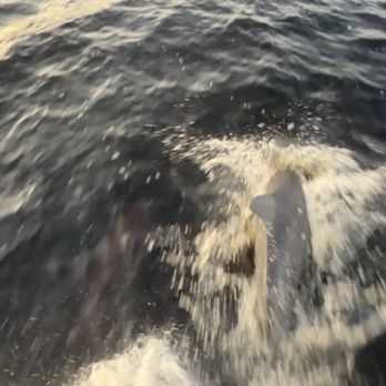 King Fisher Fleet - I wish I could upload the video, but there were two dolphins and they would come out of the water. - Boating Near Me - Punta Gorda, Florida