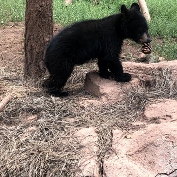 Bearizona - Little Bear cub we saw on the drive. - Zoos Near Me - Williams, Arizona Bearizona - Little Bear cub we saw on the drive. - Zoos Near Me - Williams, Arizona