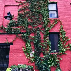 Cady's Alley