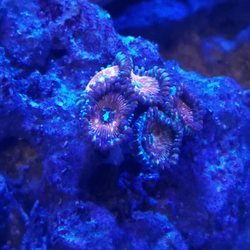 Capital Aquarium - White Zombie Protopalys