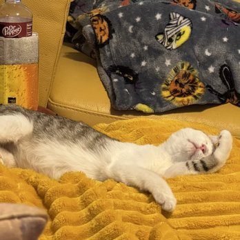 Kitty Kat Haven & Rescue - Mariah as a baby. - Pet Adoption Near Me - Hoover, Alabama Kitty Kat Haven & Rescue - Mariah as a baby. - Pet Adoption Near Me - Hoover, Alabama