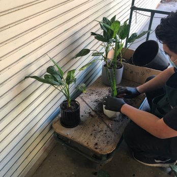 Rainbow - Nurseries & Gardening Near Me - Rosemead, California Rainbow - Nurseries & Gardening Near Me - Rosemead, California