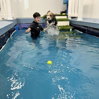 Aquatic Paws - Doodle jumping after ball into pool. - Pet Services Near Me - Chantilly, Virginia Aquatic Paws - Doodle jumping after ball into pool. - Pet Services Near Me - Chantilly, Virginia