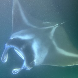 Blue Wilderness Dive Adventures - One of five Mantas we saw on our dive