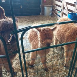 Cute alpacas in the barn Cute alpacas in the barn